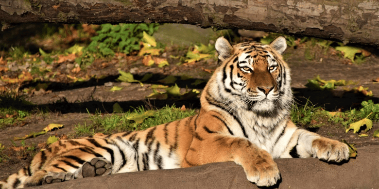 Amur Tiger resting on the ground